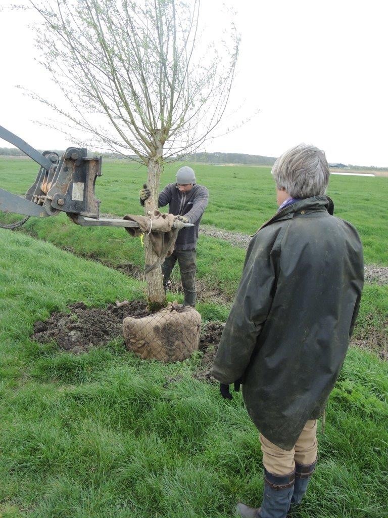 planten-nieuwe-boom-3