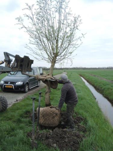 planten-nieuwe-boom-2