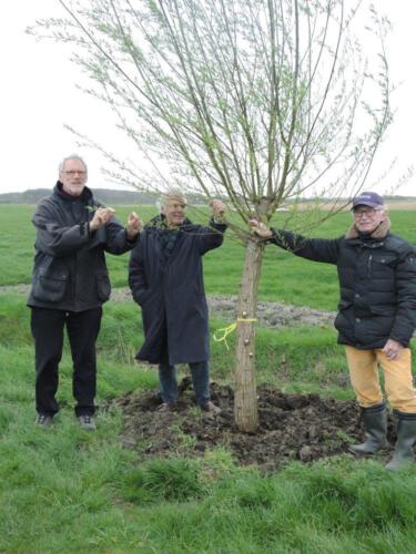 planten-nieuwe-boom-7